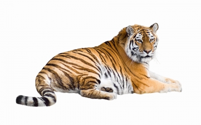 Tiger_005013.jpg